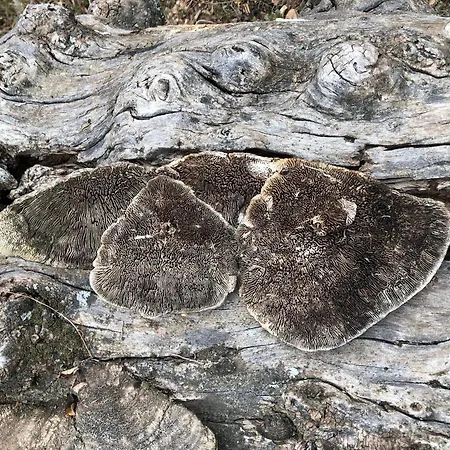 Mas De La Montana Del Cocodrilo *